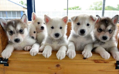 Husky cuccioli poster - husky, lucido