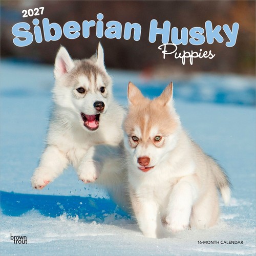 Siberian husky puppies - puppies, |