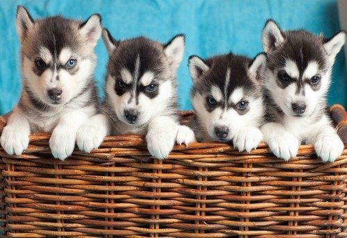 Husky cuccioli poster - cuccioli, lucido