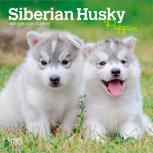 Browntrout siberian husky - ,