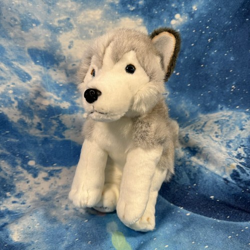 Lapponia siberian husky - lapponia,