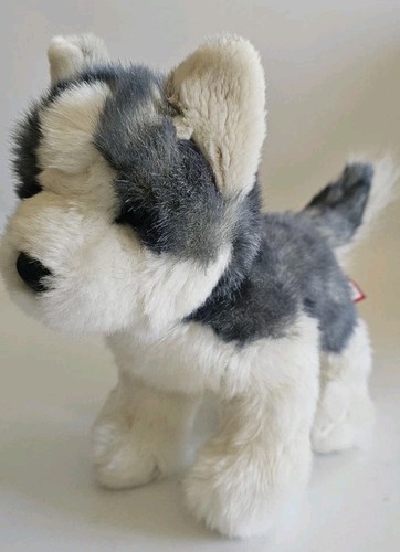 Douglas siberian husky cane - husky,