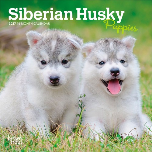 Siberian husky puppies - siberian, |