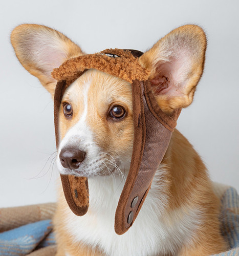 Cappello pilota cane animale