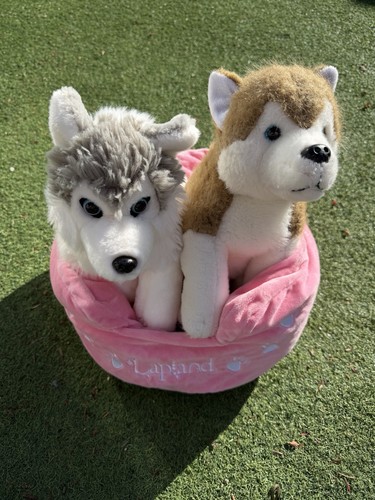Lapponia siberian husky - 2x,
